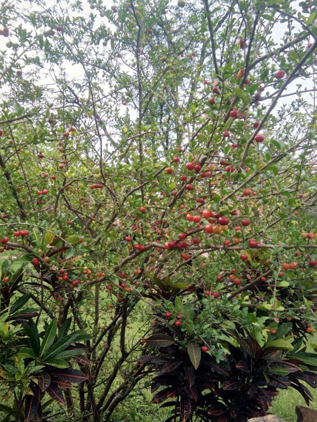 Cozycomo Nam Nao Ban Phu Hi الغرفة الصورة